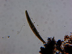 Charophyta