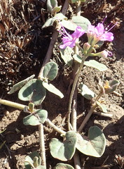 Commicarpus pentandrus