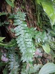 Arthropteris palisotii
