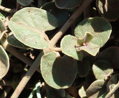 Commicarpus pentandrus