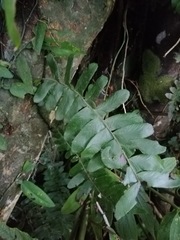 Arthropteris palisotii