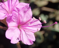 Commicarpus pentandrus