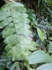 Arthropteris palisotii