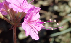 Commicarpus pentandrus