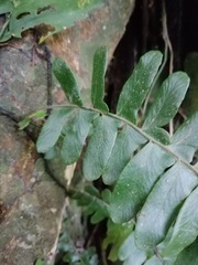 Arthropteris palisotii