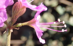 Commicarpus pentandrus