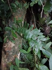 Arthropteris palisotii