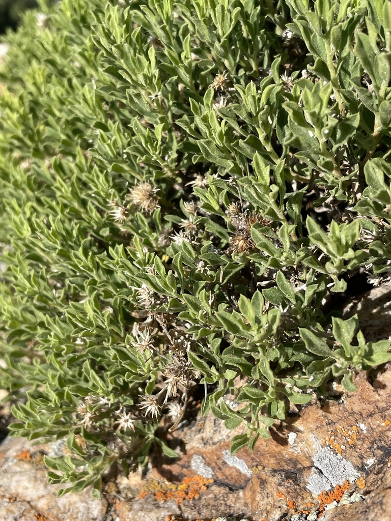 Rydberg's Goldenbush from Tooele County, UT, USA on June 23, 2023 at 08 ...