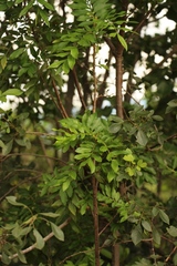 Clausena anisata