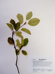 Amelanchier laevis