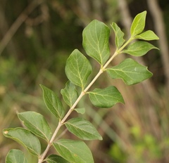 Canthium ciliatum