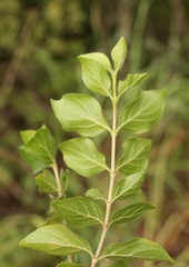 Canthium ciliatum