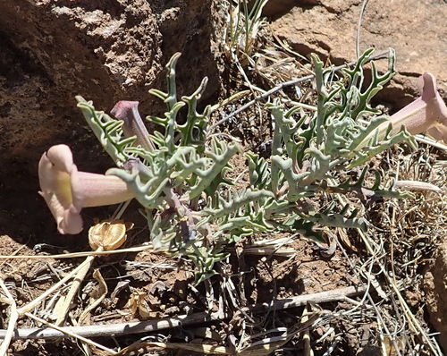 Pterodiscus luridus