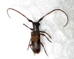 Eunidia subtergrisea