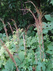 Arabis pycnocarpa adpressipilis