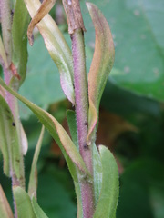 Arabis pycnocarpa adpressipilis