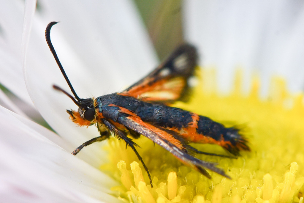 Buckwheat root borer