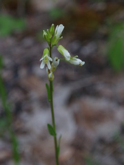 Arabis pycnocarpa adpressipilis