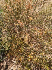 Passerina truncata