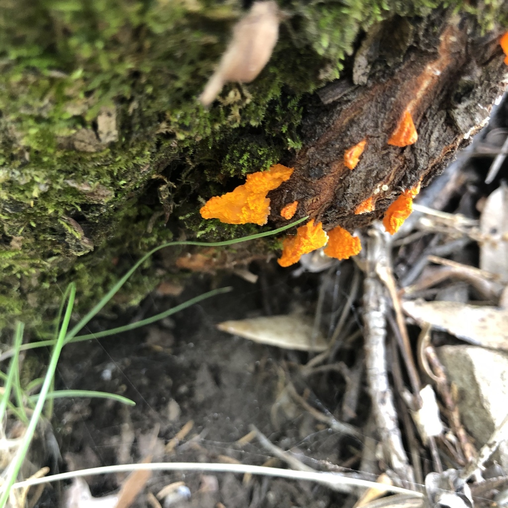 Fungi Including Lichens from Coronado National Forest, Rio Rico, AZ, US ...