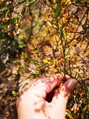 Passerina truncata