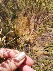Passerina truncata