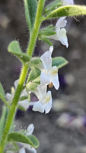 Image of Sairocarpus cornutus by (c) Chris Winchell, some rights reserved (CC BY)