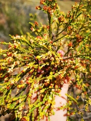 Passerina truncata
