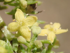 Galium capense