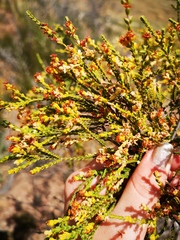 Passerina truncata