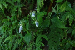 Rungia chinensis