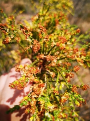 Passerina truncata