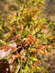Passerina truncata