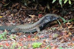 Ameiva atrigularis