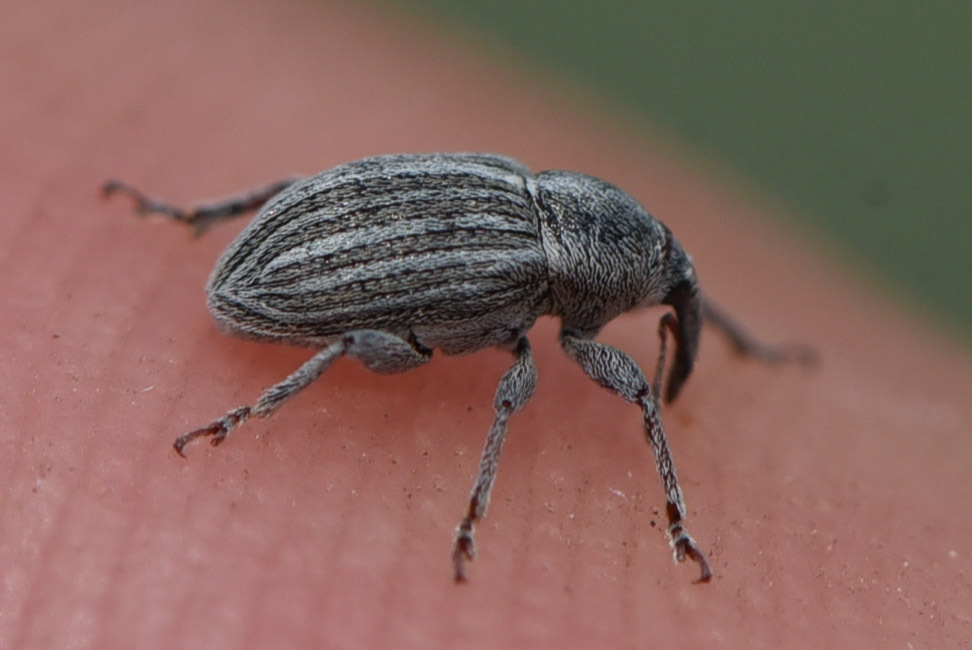 Tychius lineellus