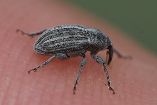 Tychius lineellus