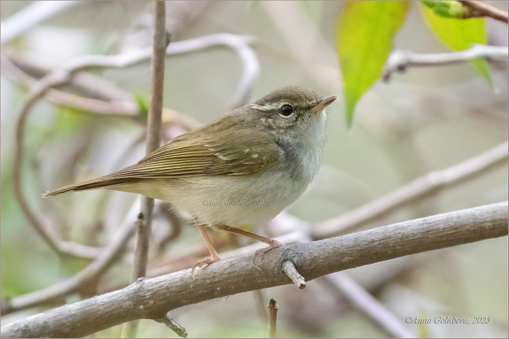 Pale-legged Leaf Warbler (Phylloscopus tenellipes) photo