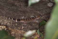 Underwoodisaurus milii