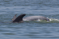 Tursiops truncatus