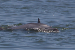 Tursiops truncatus
