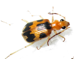 Brachinus nobilis