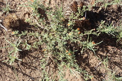 Jamesbrittenia aurantiaca