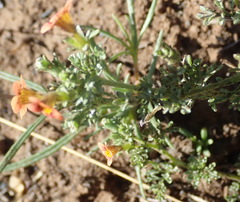 Jamesbrittenia aurantiaca