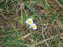 Bellis perennis