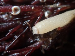 Spirorbis corallinae