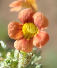 Jamesbrittenia aurantiaca