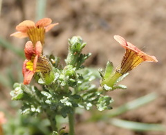 Jamesbrittenia aurantiaca