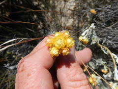Syncarpa