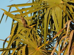 Campylorhynchus turdinus