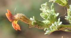 Jamesbrittenia aurantiaca